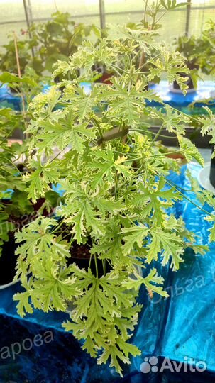 Пеларгония душистая