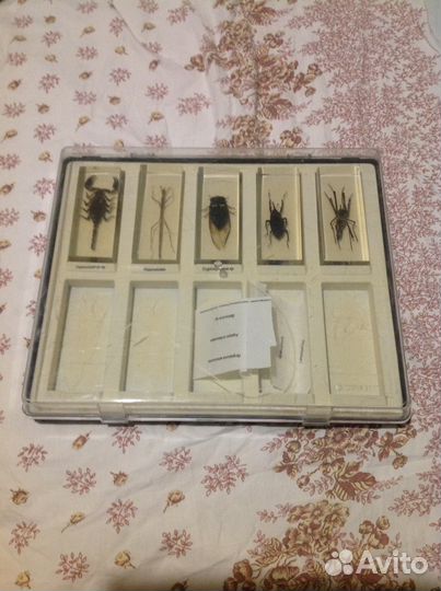 Коллекция Насекомые и их знакомые