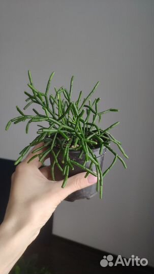 Хатиора