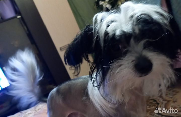 Вязка китайская хохлатая мальчик