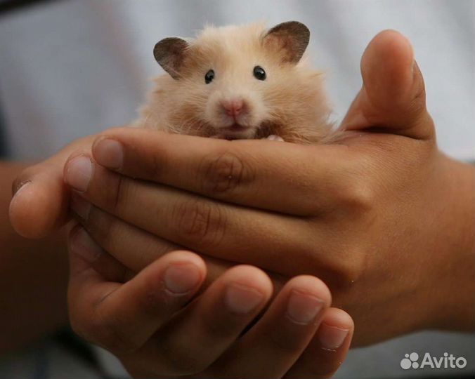 Передержка мелких животных