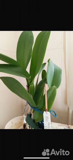 Орхидея каттлея