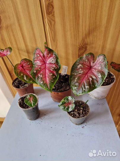 Каладиумы в ассортименте