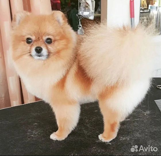 Стрижка собак