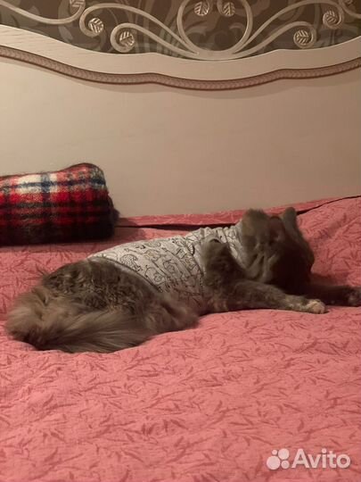 Кошка Сьюзи- очаровательная, ласковая девочка:)