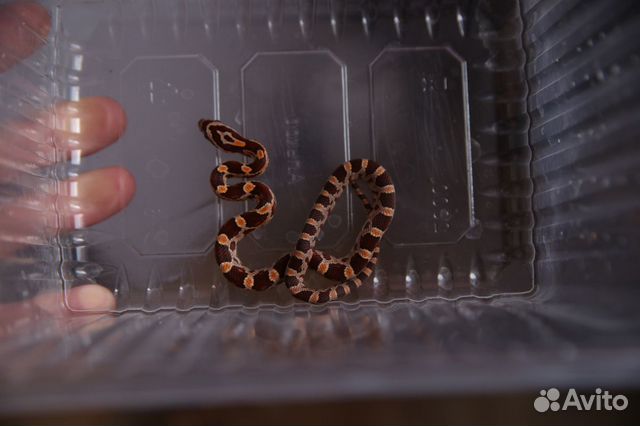 Змея для новичков. Маисовый полоз