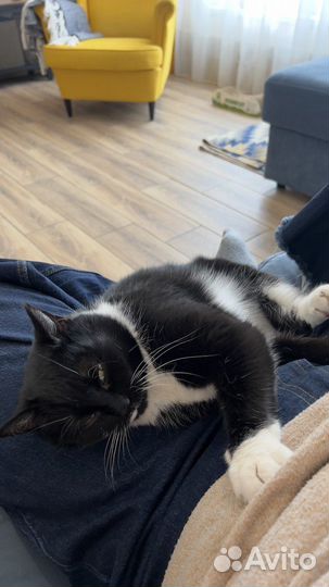 Взрослая кошка