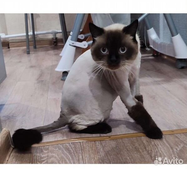 Ветеринарный врач на дом