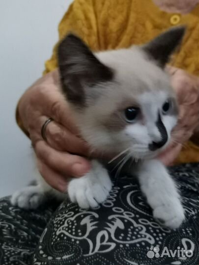 Британские котята
