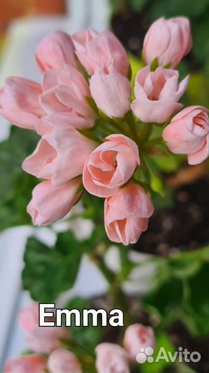 Пеларгонии герань сортовые