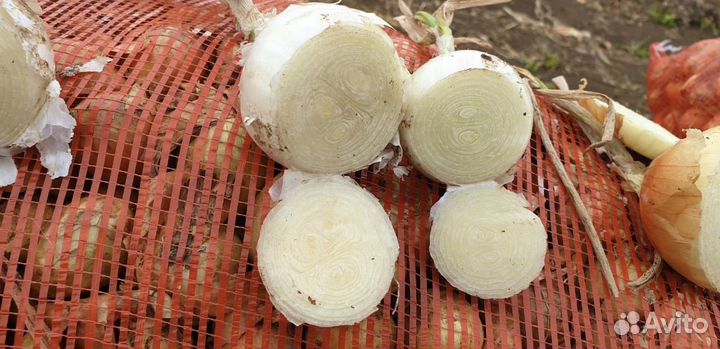 Лук белый Стардаст