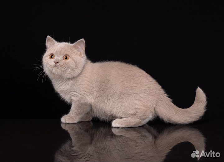 Британский котик