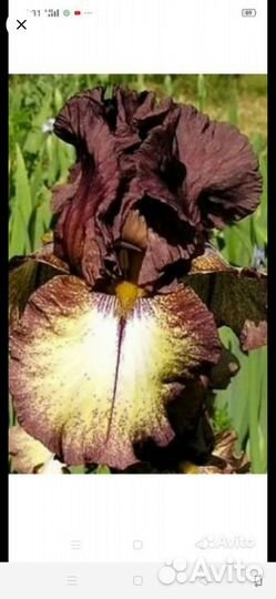 Ирис сортовой