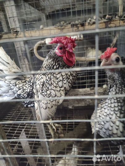 Яйцо/цыплята шелковые, серама, сибрайт, бентамка