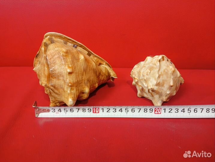 Морские ракушки раковины
