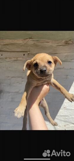 Щенок в добрые руки