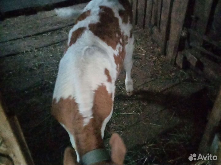 Продам тёлачку