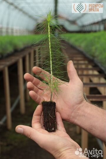 Сеянцы Сосны обыкновенной зкс ели сибирской