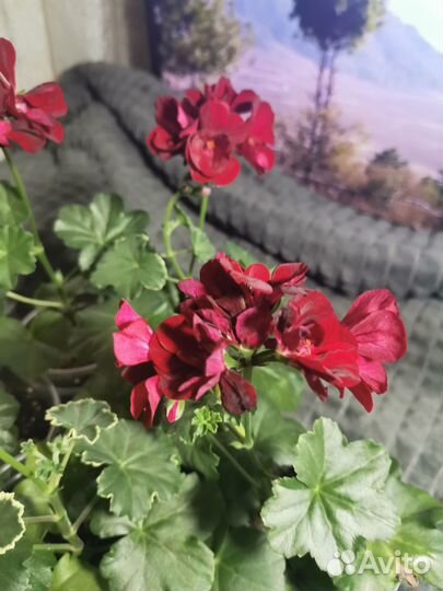 Пеларгония