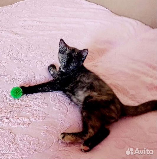 Трехцветный котенок в добрые руки