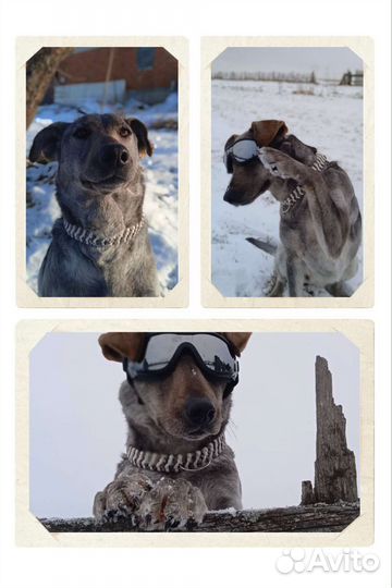 Ошейник для собак ручной работы