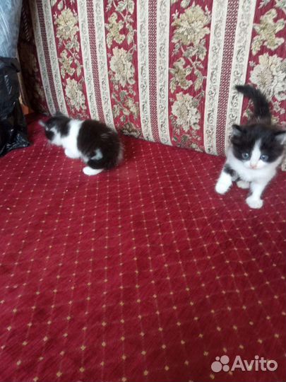 Котята в добрые руки бесплатно