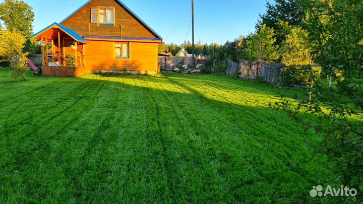 Семена газонной травы