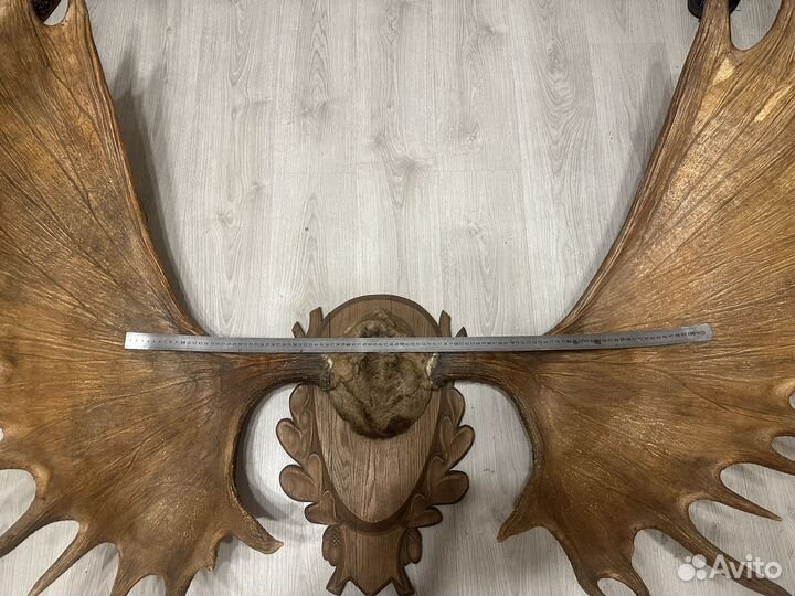 Рога лося 1,5 метра