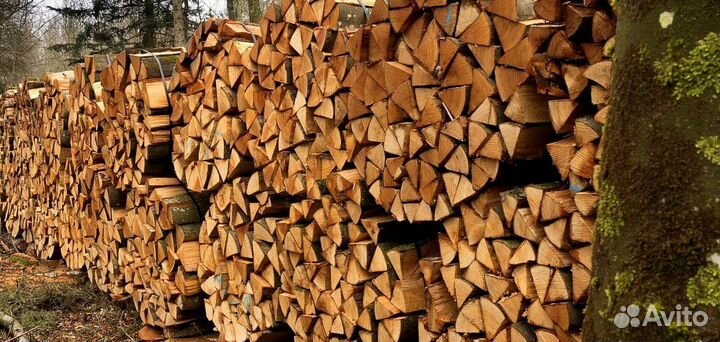 Береза на выбор