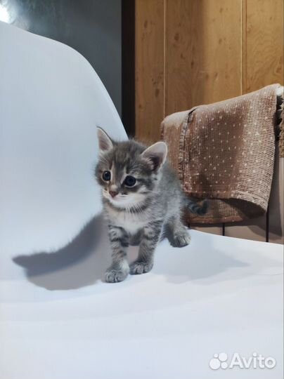Котенок (кот)