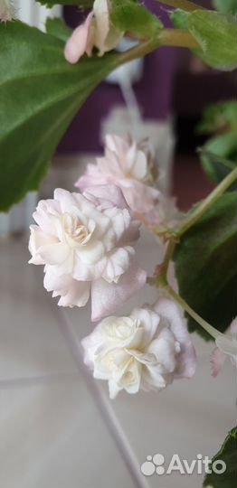 Бегония doublet pink