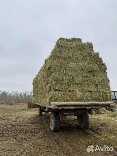 Свежее сено 2023 года