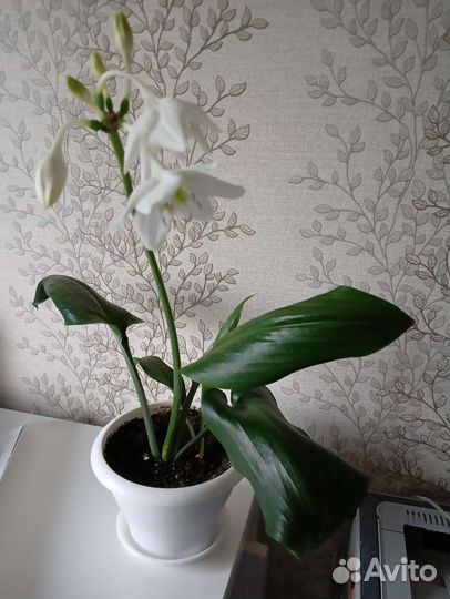 Амазонская лилия