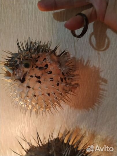 Чучело рыбы