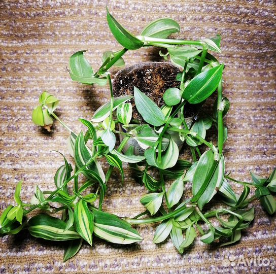 Традесканции, пилеи