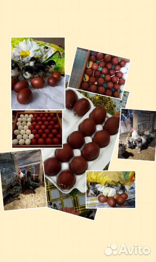 Маран ч/с, г/с яи