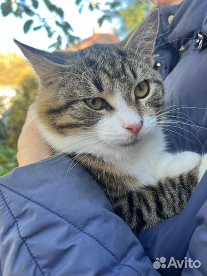 Котенок 5 месяцев в добрые руки