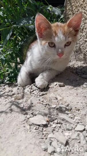 Котенок, мальчик 3 месяца