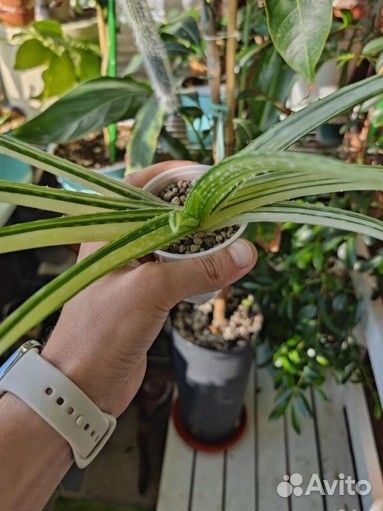 Коллекционные алоэ