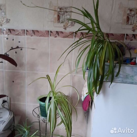 Хлорофитум