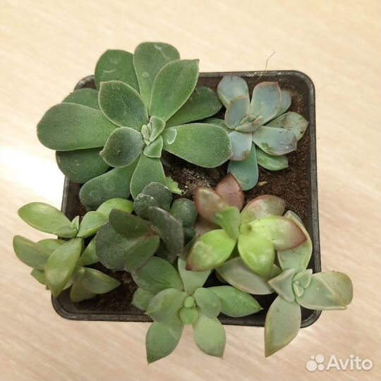 Суккуленты набор