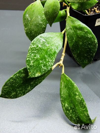 Хойи сортовые 1