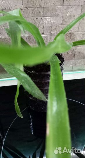 Бильбергия комнатные цветы