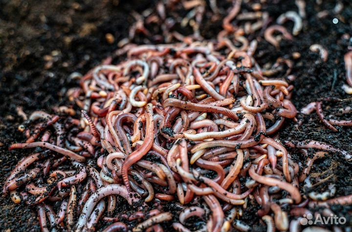 Калифорнийский червь