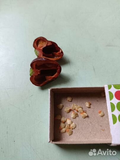 Семена перец острый чили Хабанеро шоколад