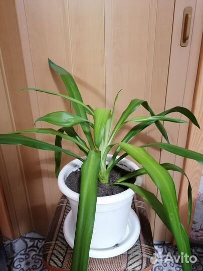 Пальма Юкка и Пальма винтовая Панданус