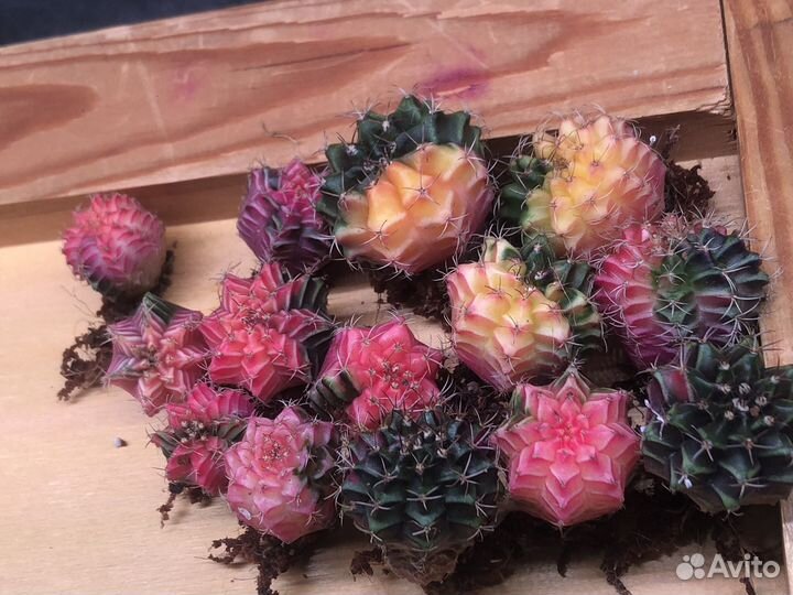 Кактус Гимнокалициум Вариегата