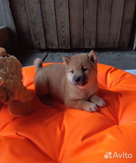 Сиба Ину щенки