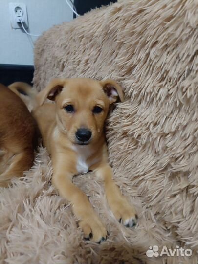 Отдам в маленькую собаку