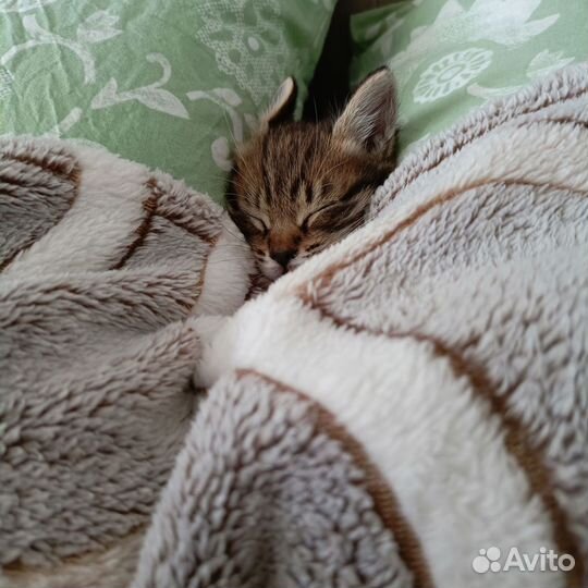 Котик бесплатно